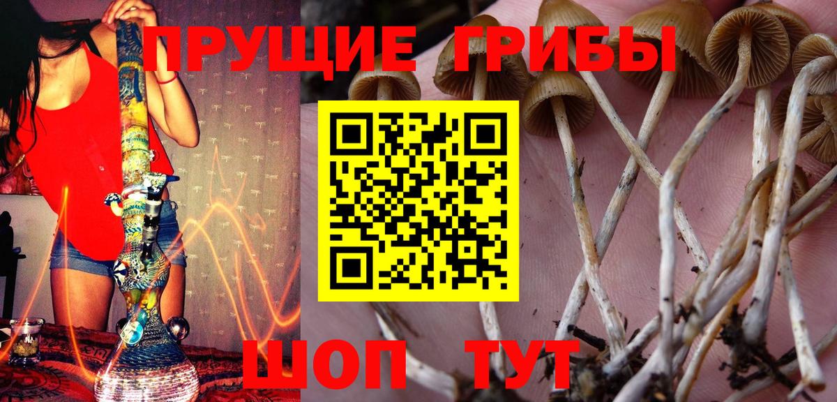 Галлюциногенные грибы Psilocybe Тулун