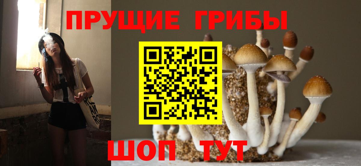 Тулун  Галлюциногенные грибы прущие грибы  Вход с VPN 